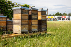 Drei Bienenvölker lebten 2022 in Merheim